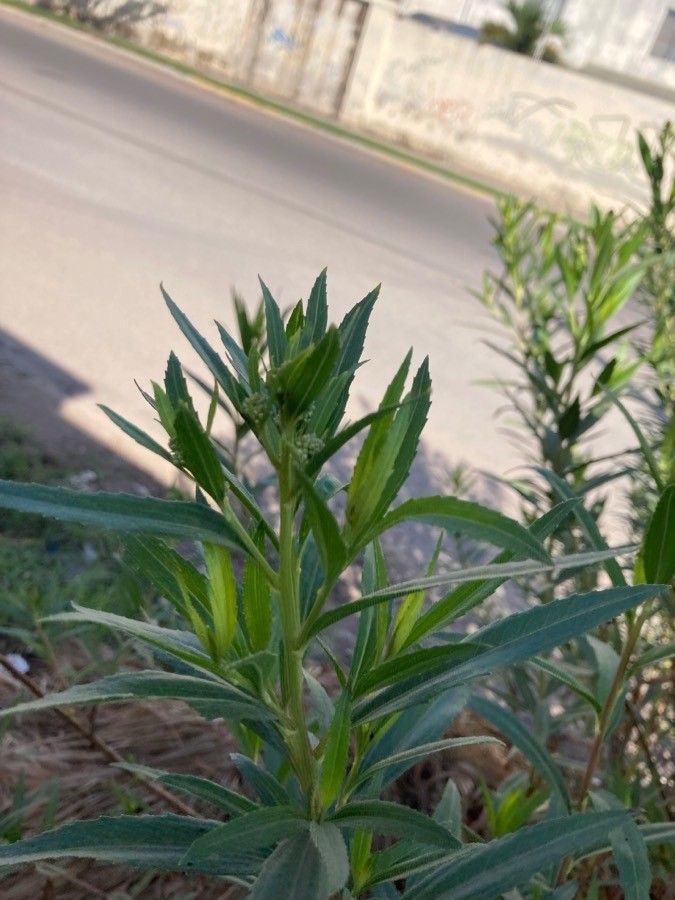 Baccharis salicifolia — search result for 'Baccharis'