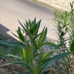 Baccharis salicifolia