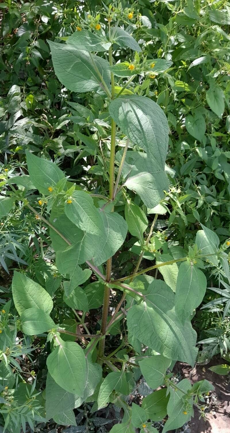 Sigesbeckia jorullensis habit