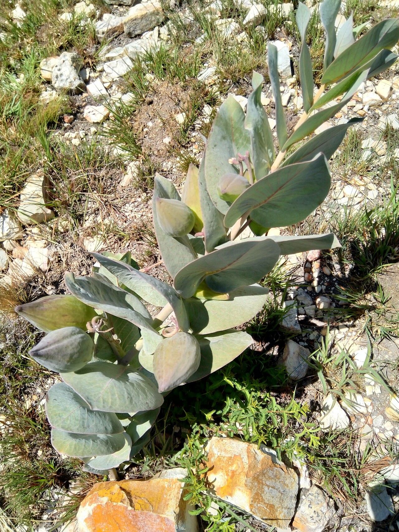 Gomphocarpus swynnertonii habit