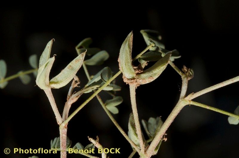 Astragalus oxyglottis fruit