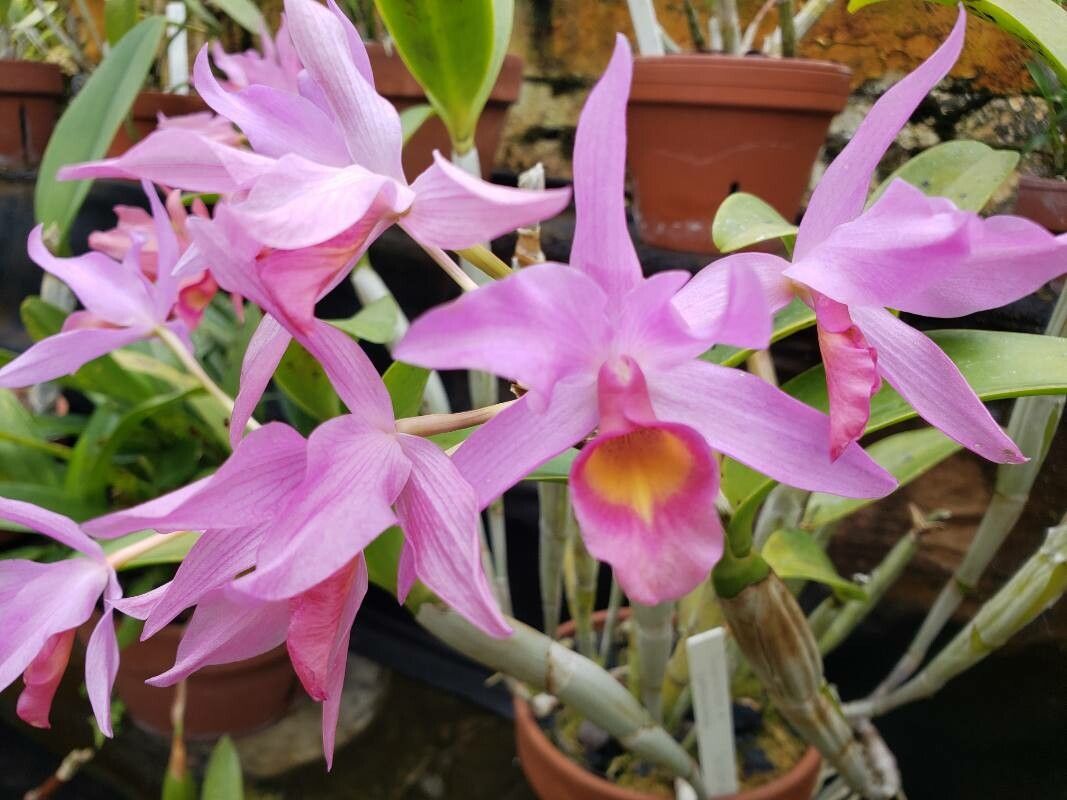 Guarianthe × guatemalensis — related species from the same genus