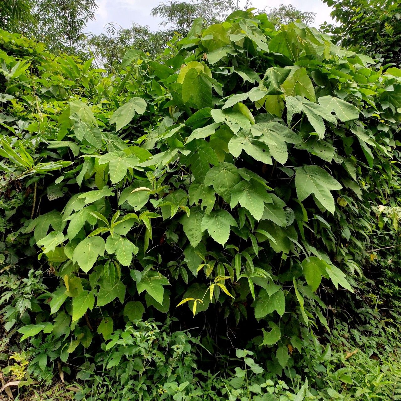 Macaranga triloba leaf