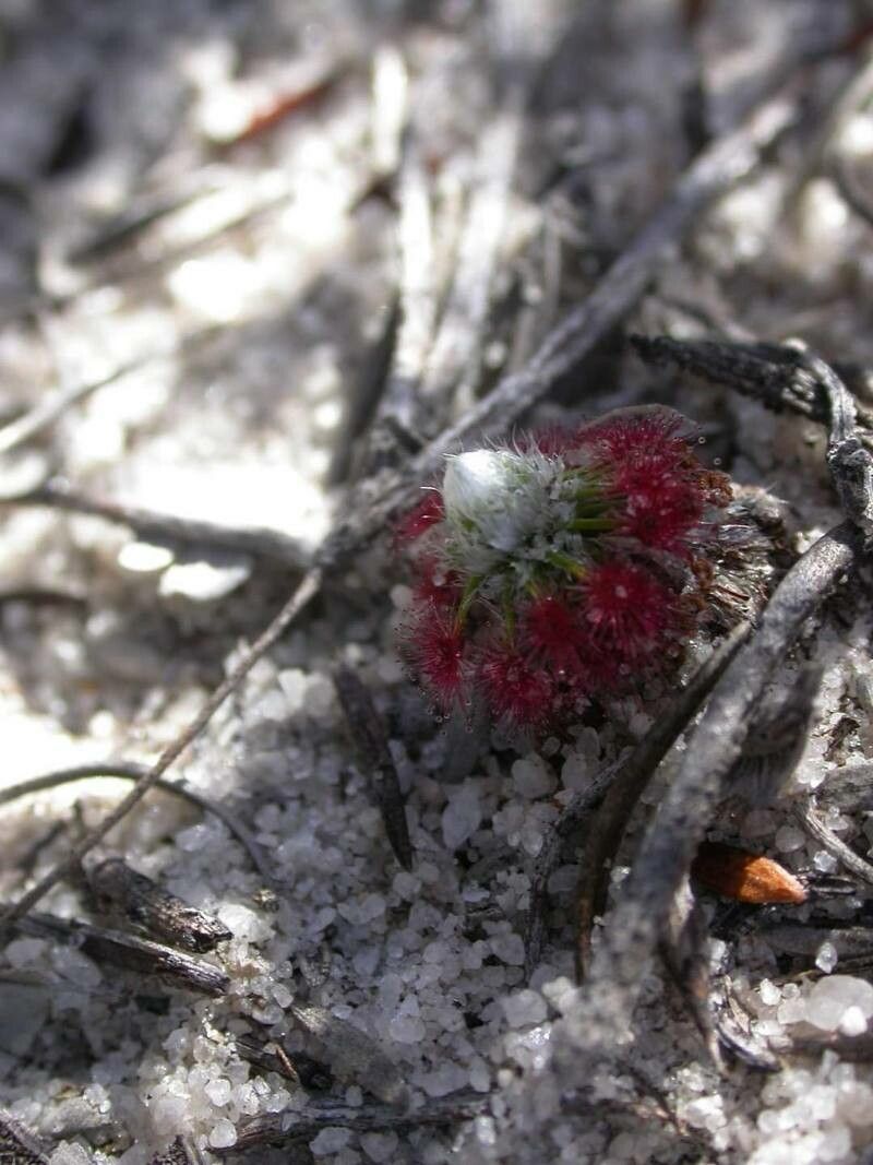 Drosera citrina — houseplant care guide