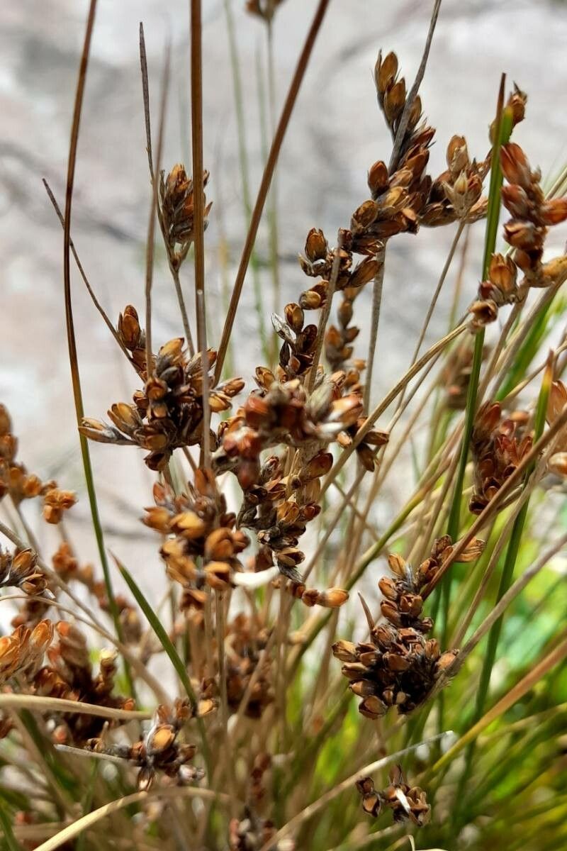 Juncus occidentalis — search result for 'Juncus'