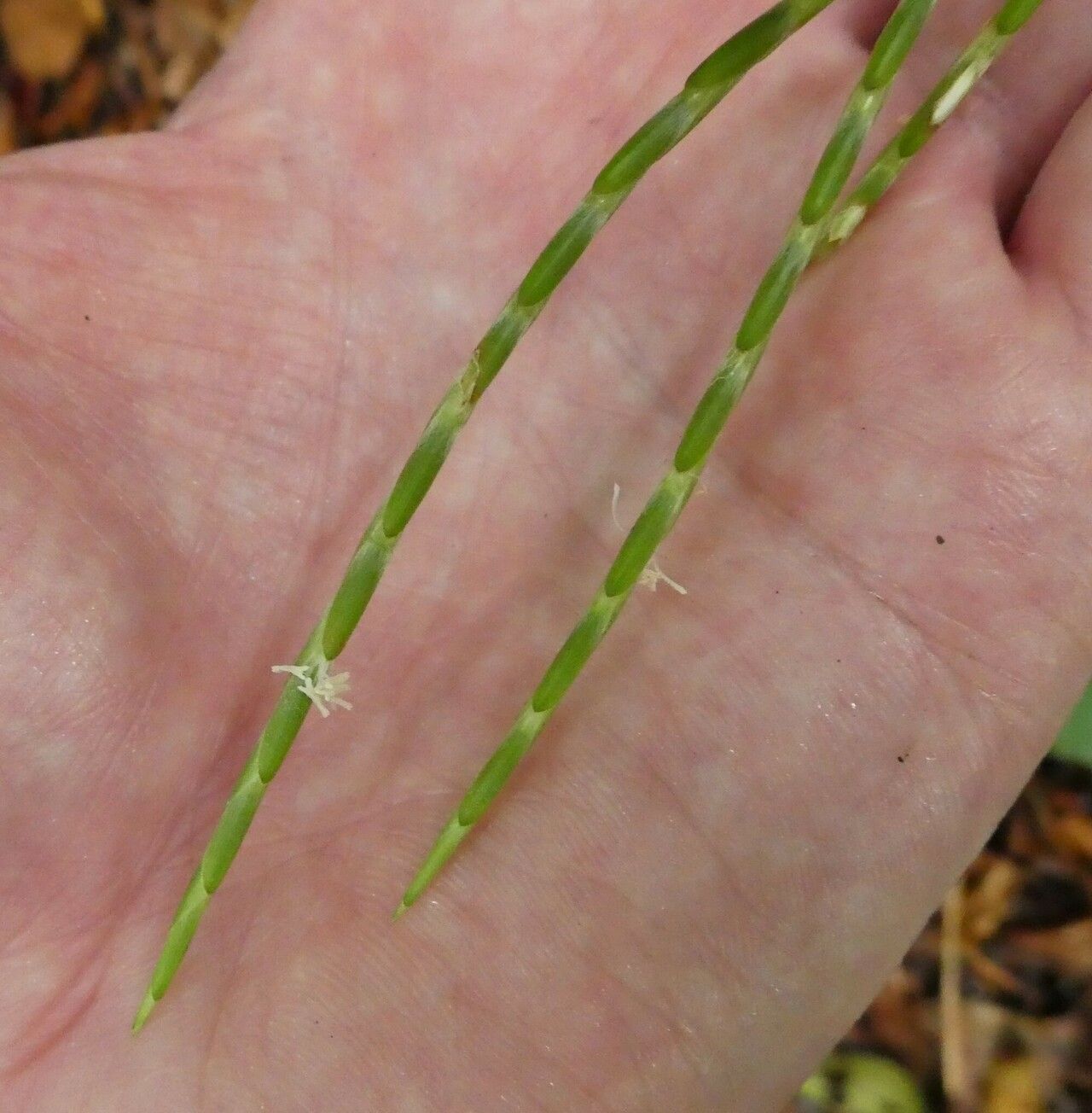 Guaduella oblonga fruit