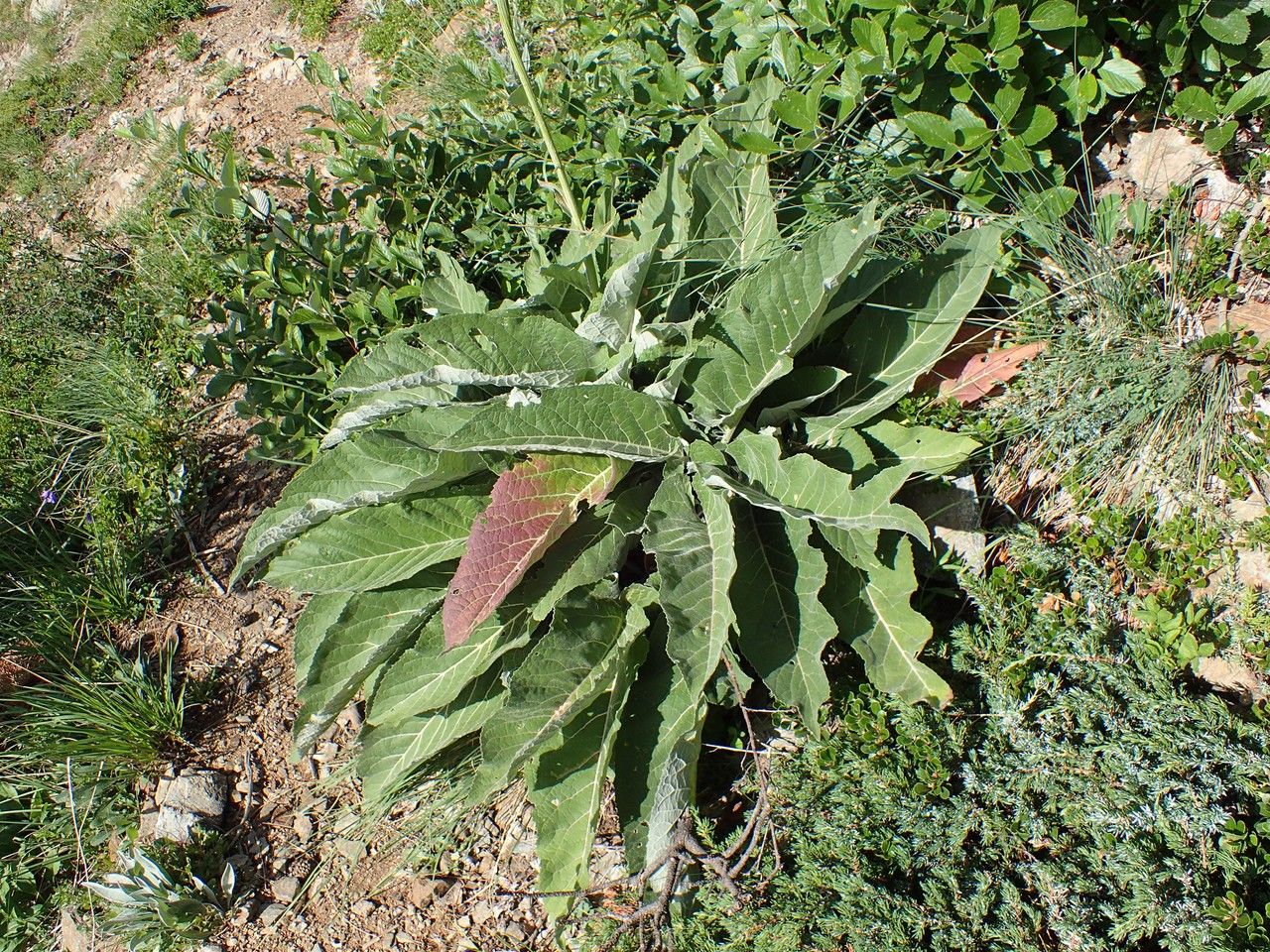 Rhaponticum scariosum leaf