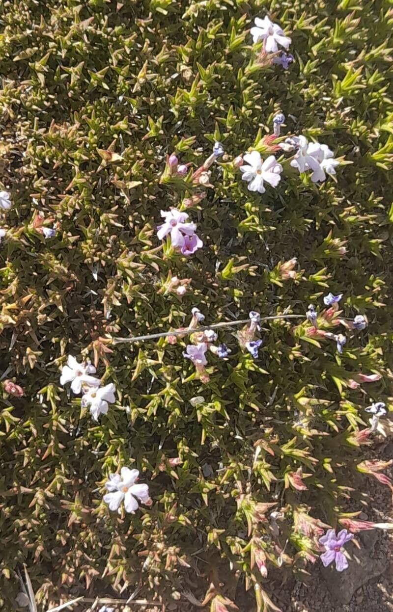 Junellia caespitosa flower