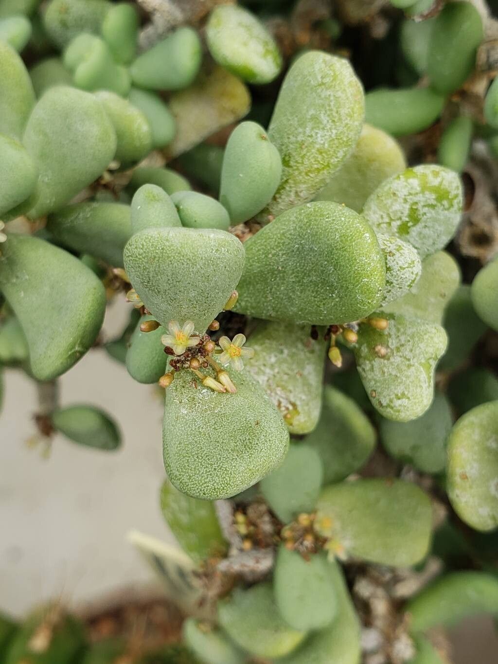 Portulacaria pygmaea flower