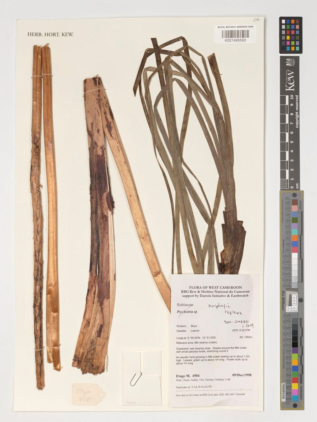 Kniphofia reflexa — houseplant care guide