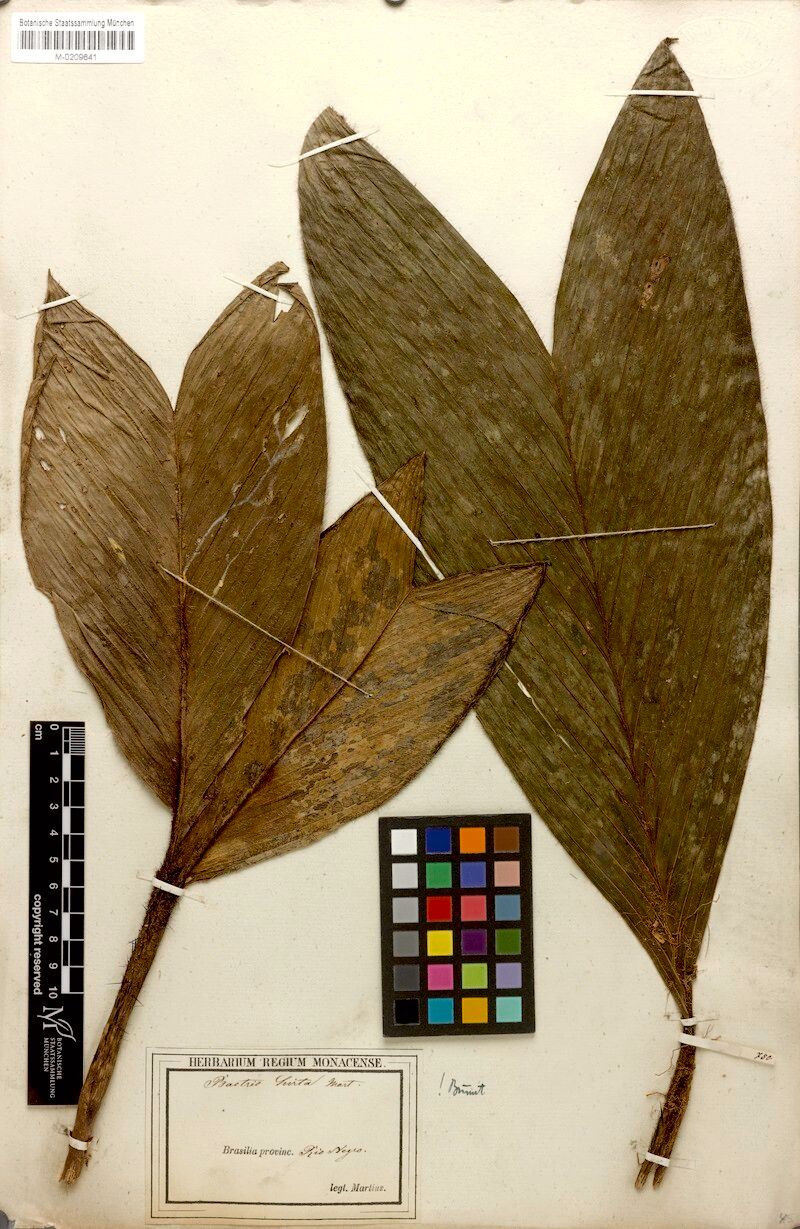 Bactris hirta flower