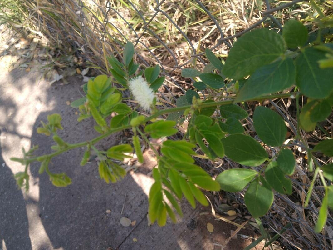 Mimosa caesalpiniifolia — search result for 'Mimosa'