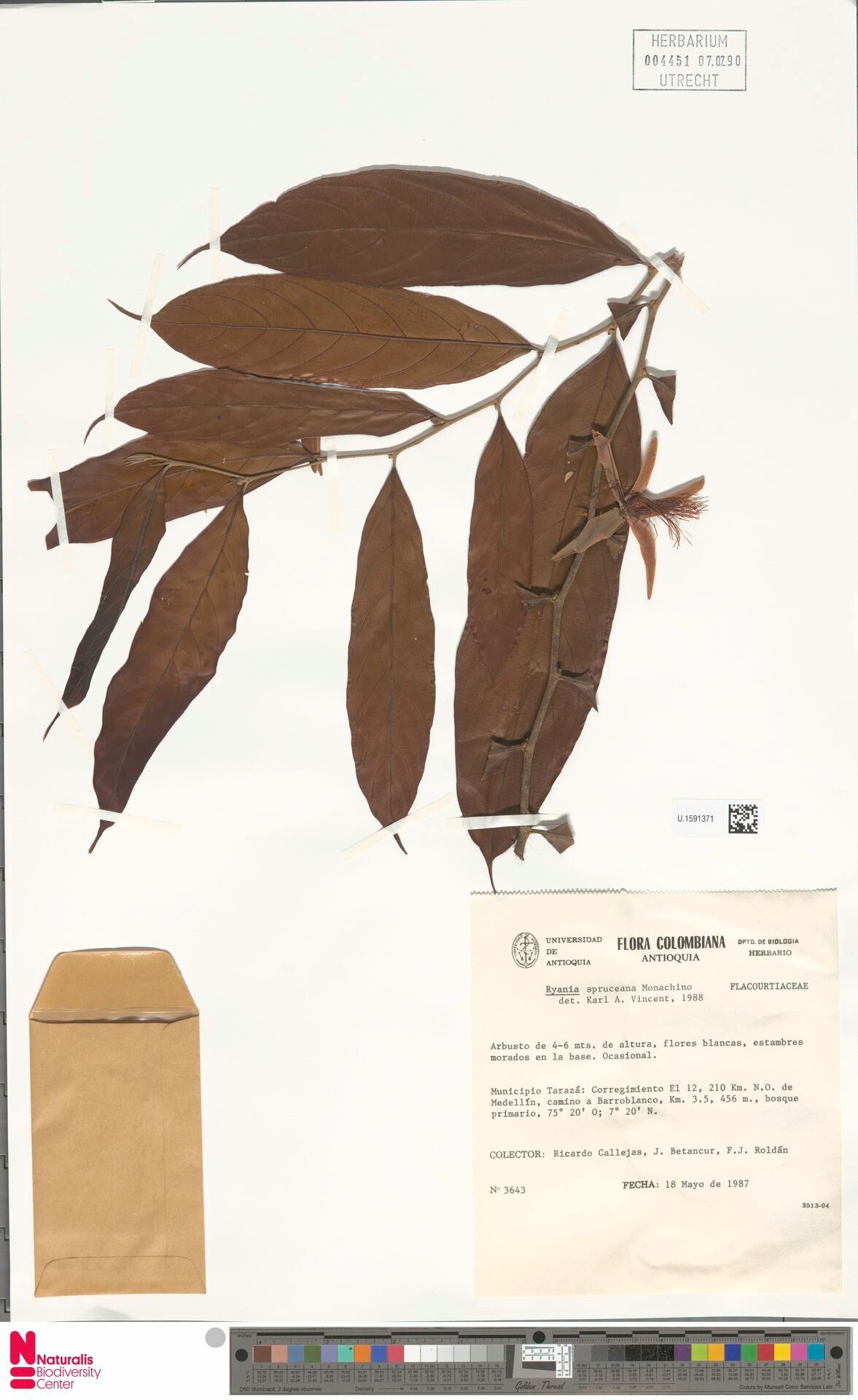 Ryania spruceana flower