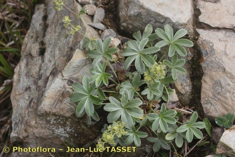 Alchemilla amphisericea — related species from the same genus