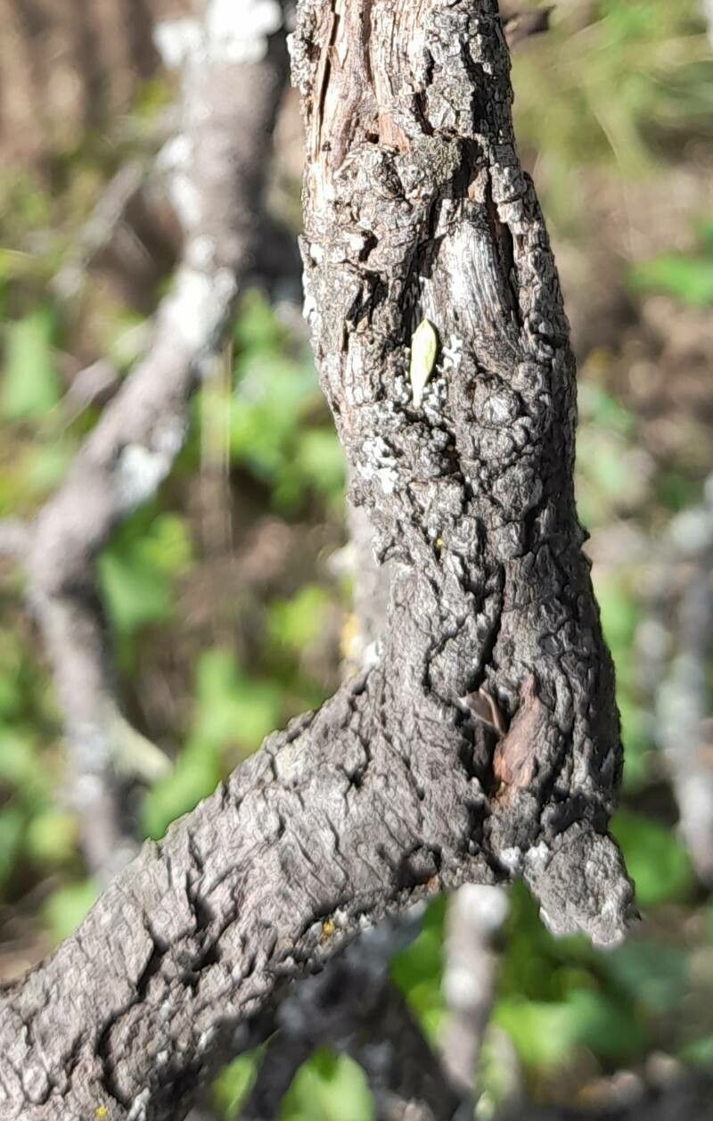 Condalia microphylla bark