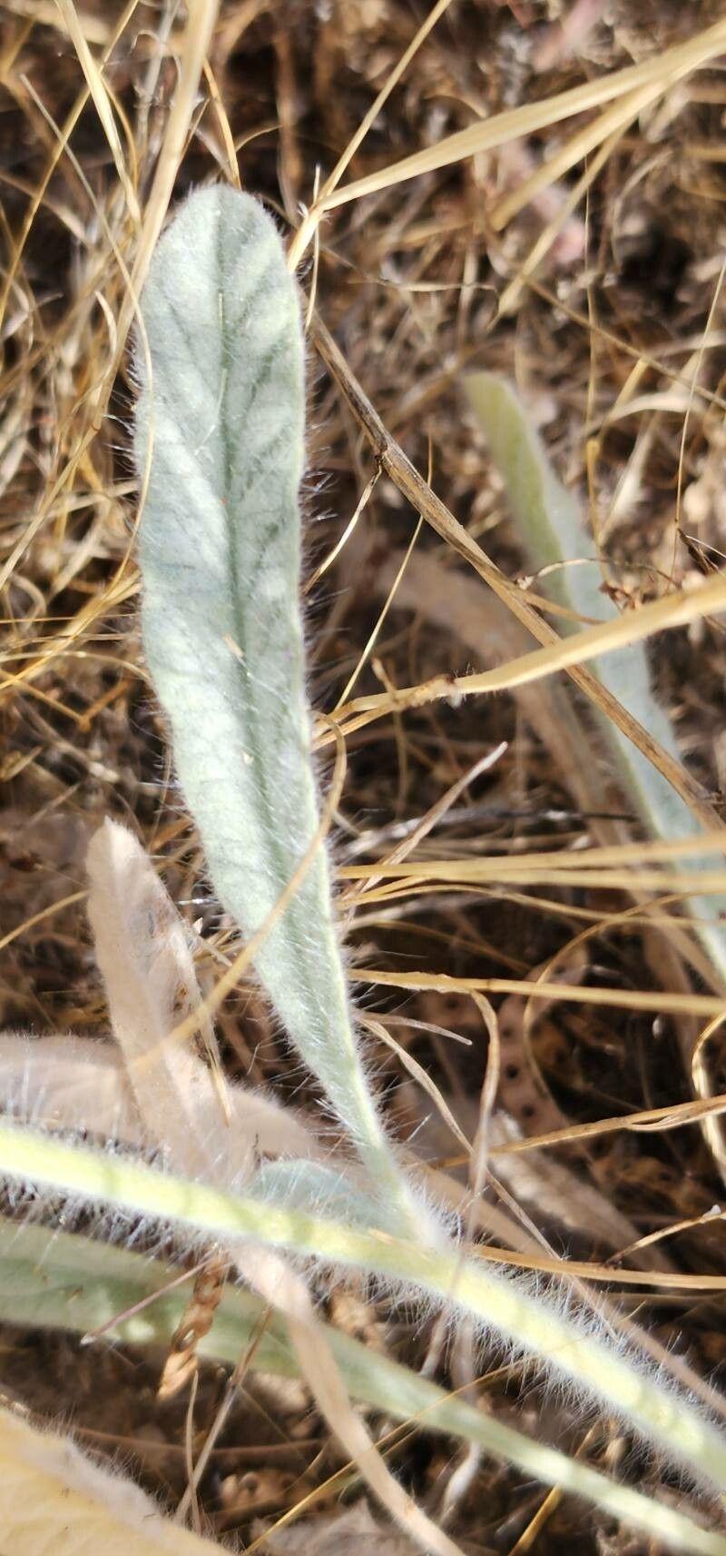 Convolvulus cephalopodus leaf