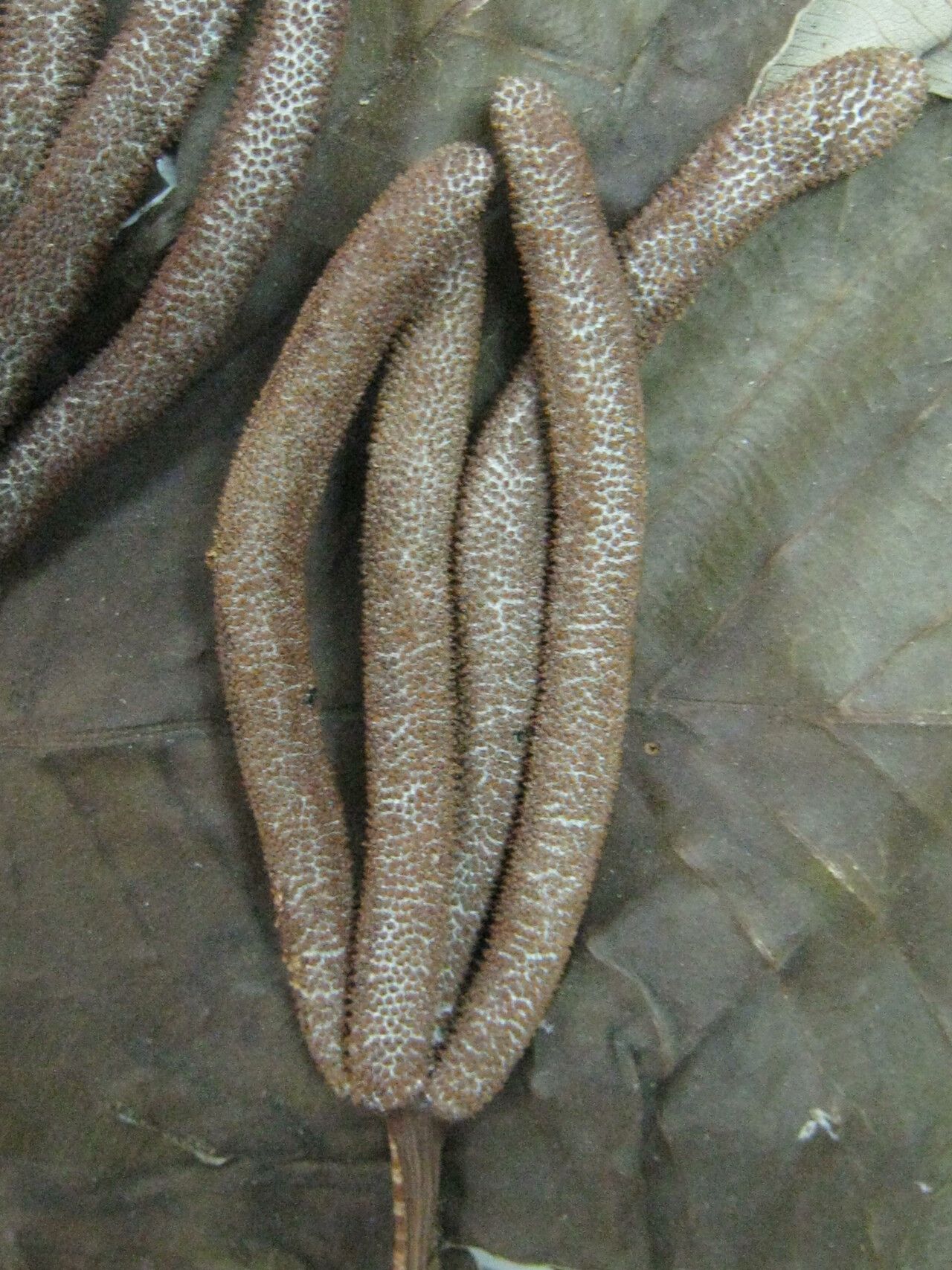 Cecropia palmata fruit