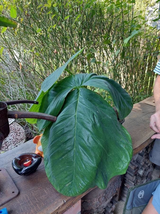 Arisaema ringens leaf