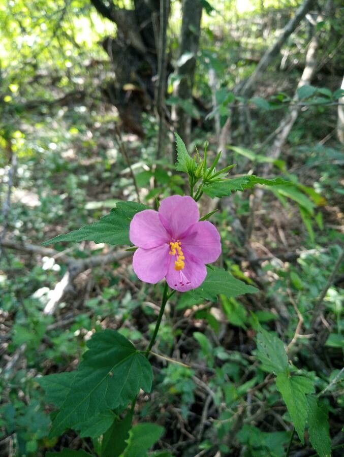 Pavonia lasiopetala flower
