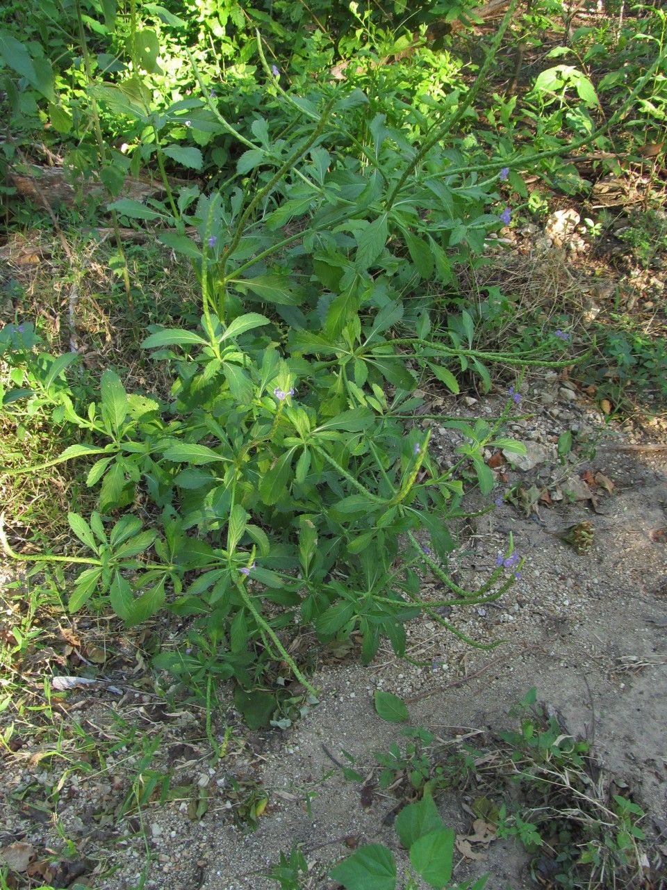 Stachytarpheta calderonii habit