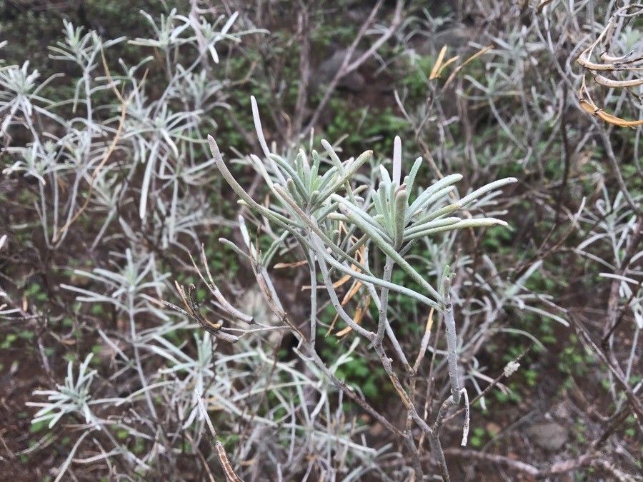 Parolinia platypetala leaf