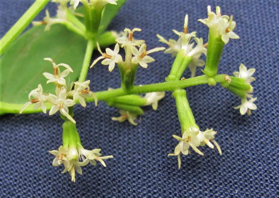 Mikania riparia other