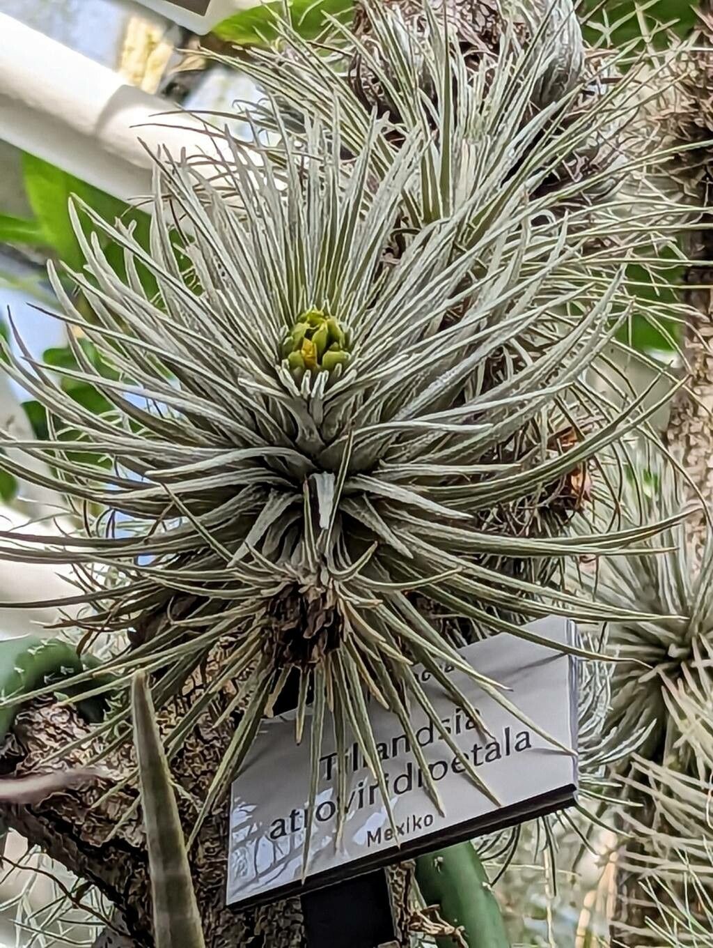 Tillandsia atroviridipetala — houseplant care guide