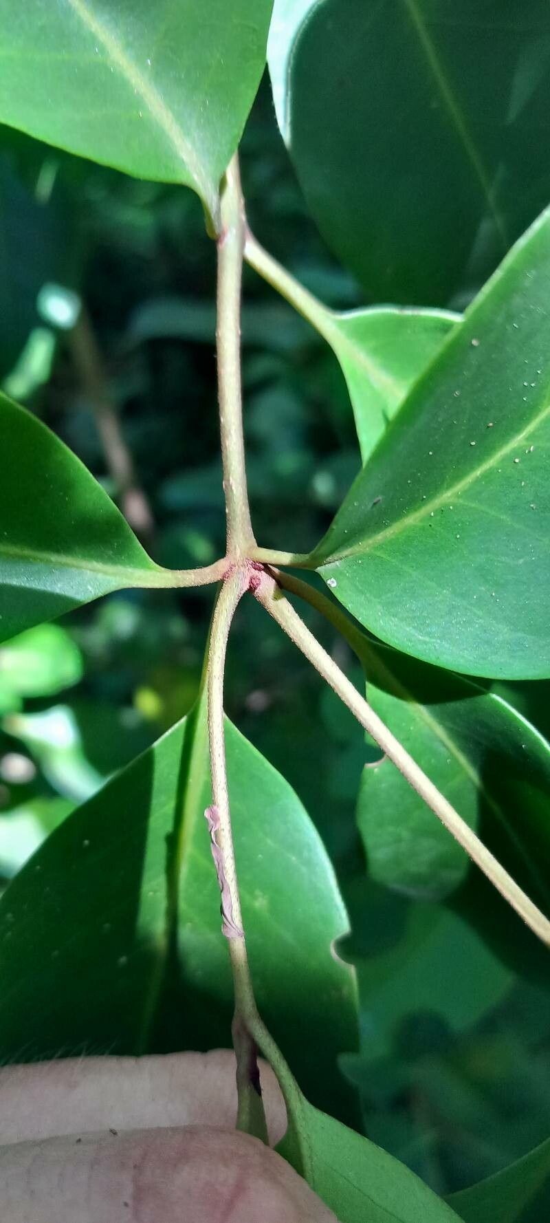 Eugenia ligustrina bark