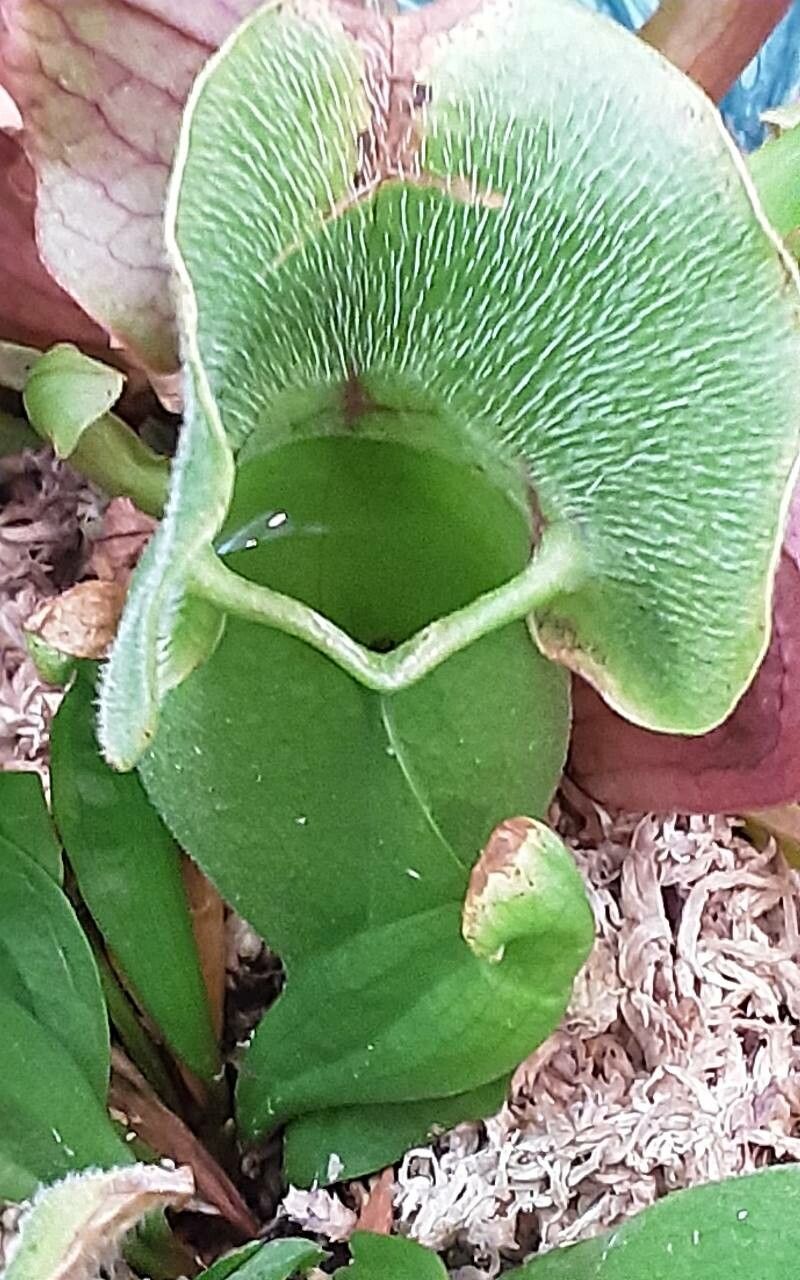 Nepenthes ampullaria