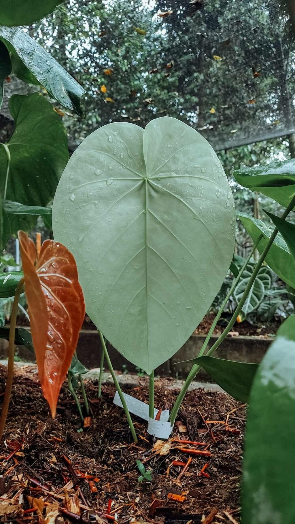 Anthurium gustavii — houseplant care guide
