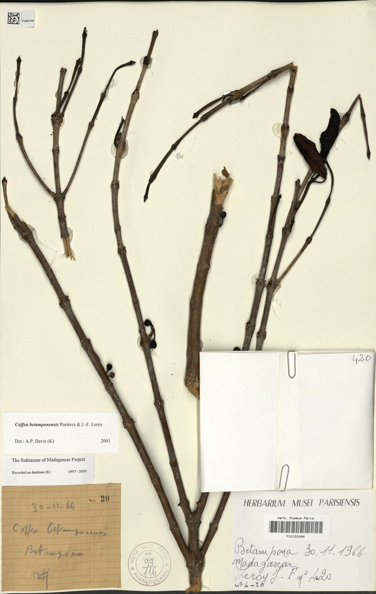 Coffea betamponensis — search result for 'Coffea'