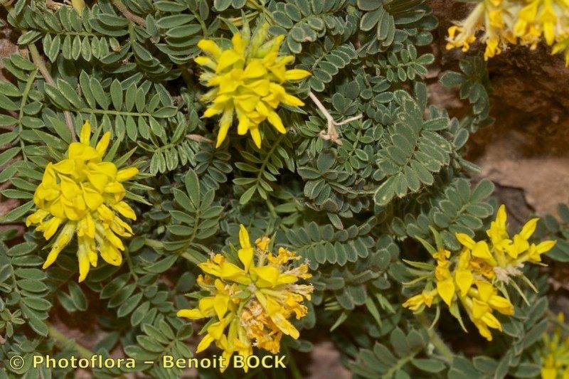 Anthyllis polycephala other