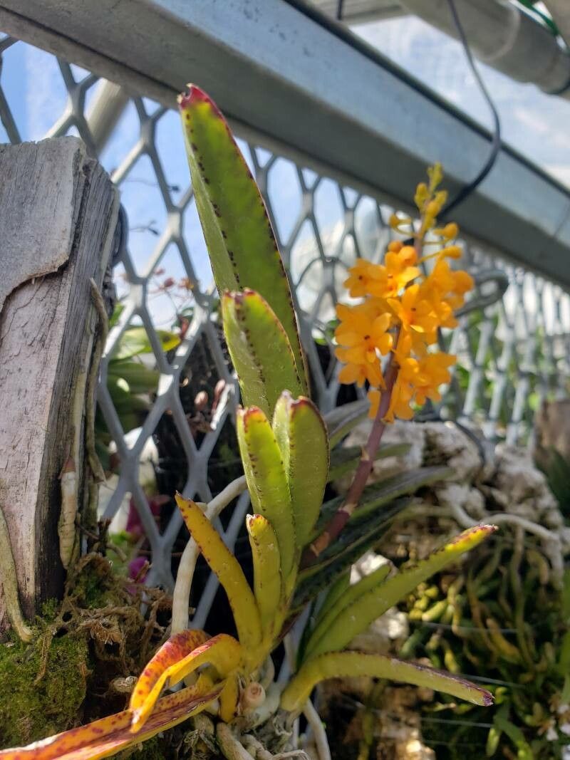 Ascocentrum garayi — related species from the same genus