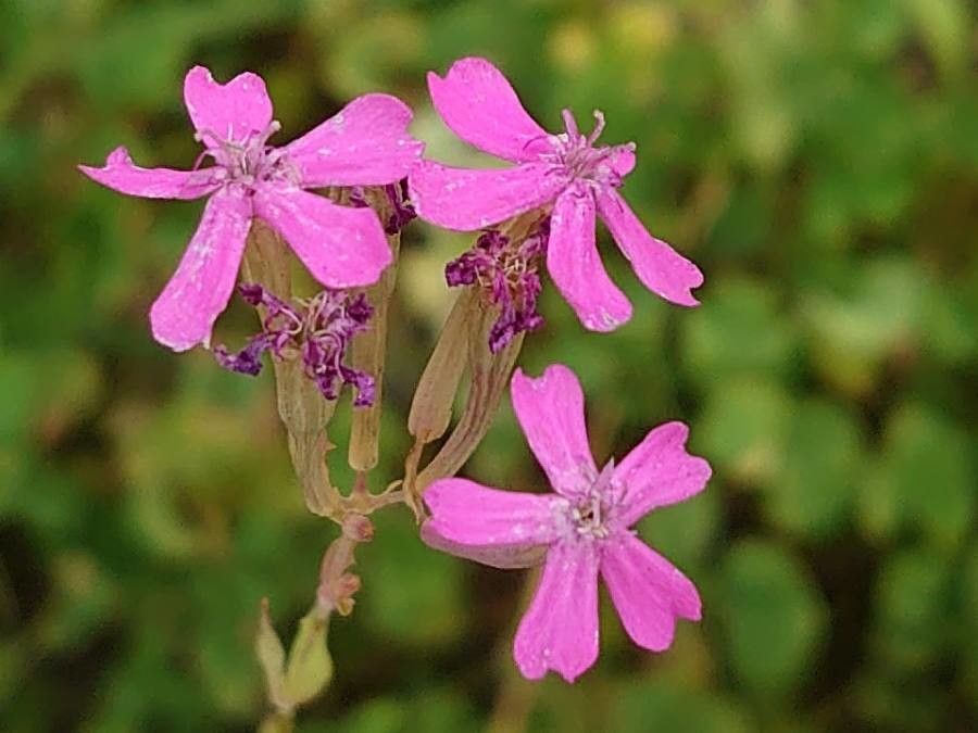 Silene armeria flower