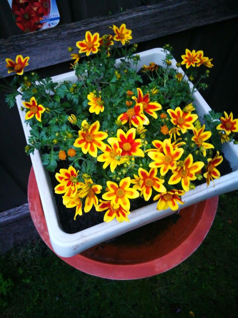 Bidens triplinervia flower