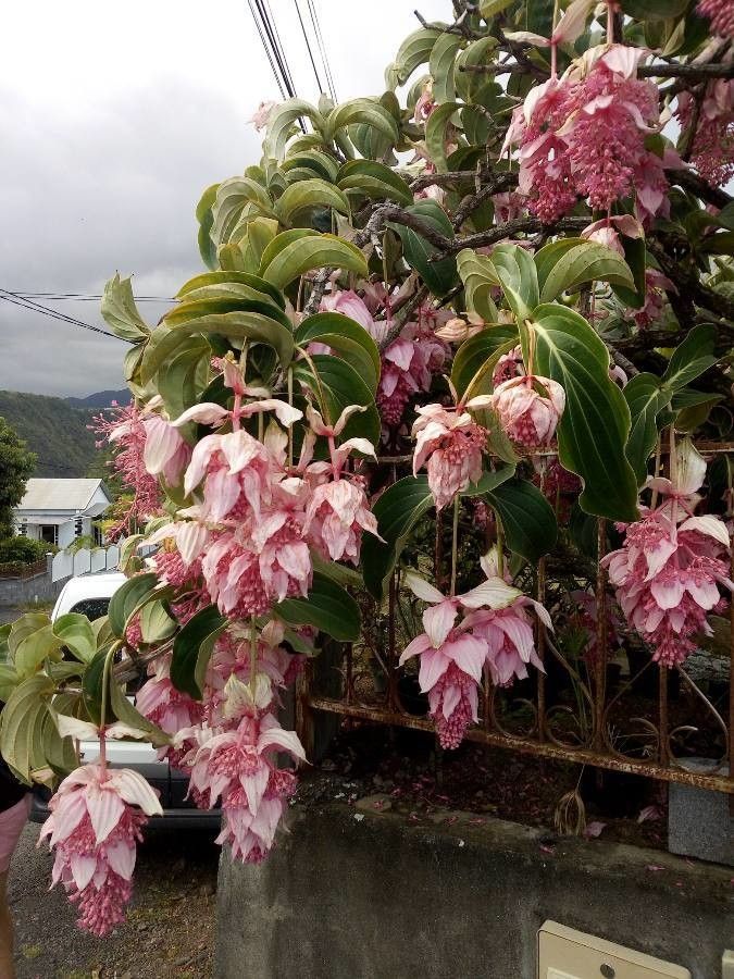Medinilla magnifica flower