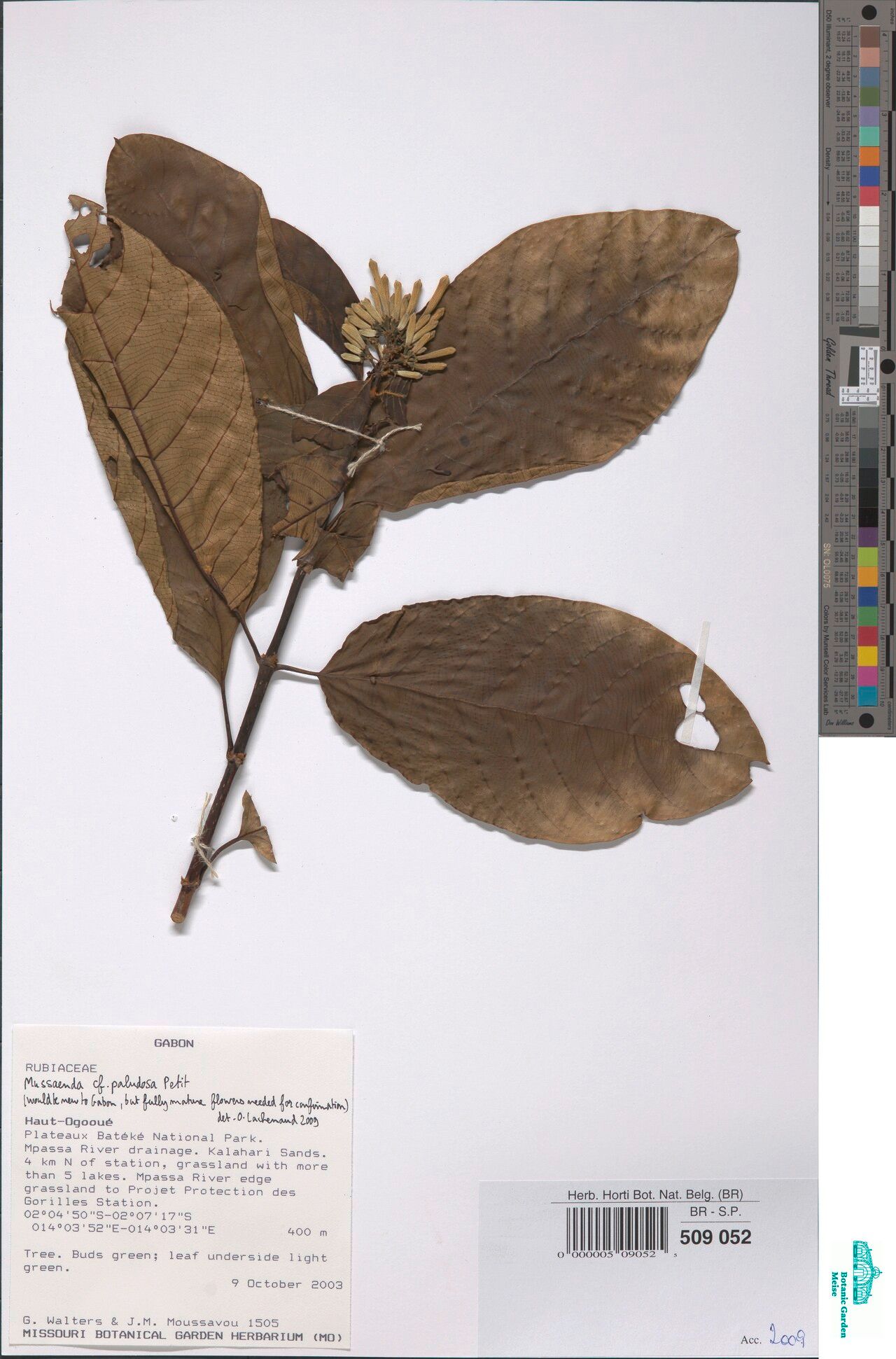 Mussaenda paludosa — search result for 'Mussaenda'