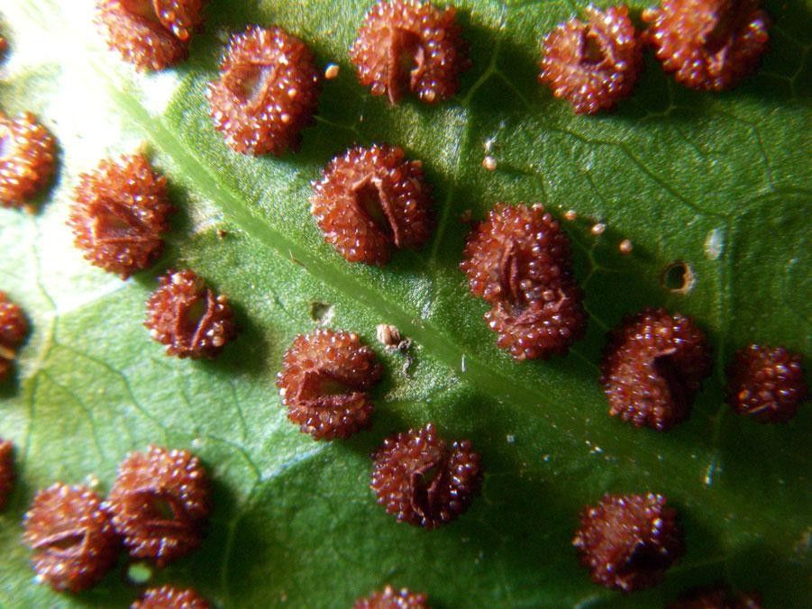 Tectaria incisa fruit