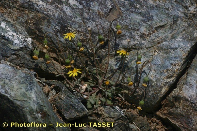 Senecio serpentinicola — houseplant care guide