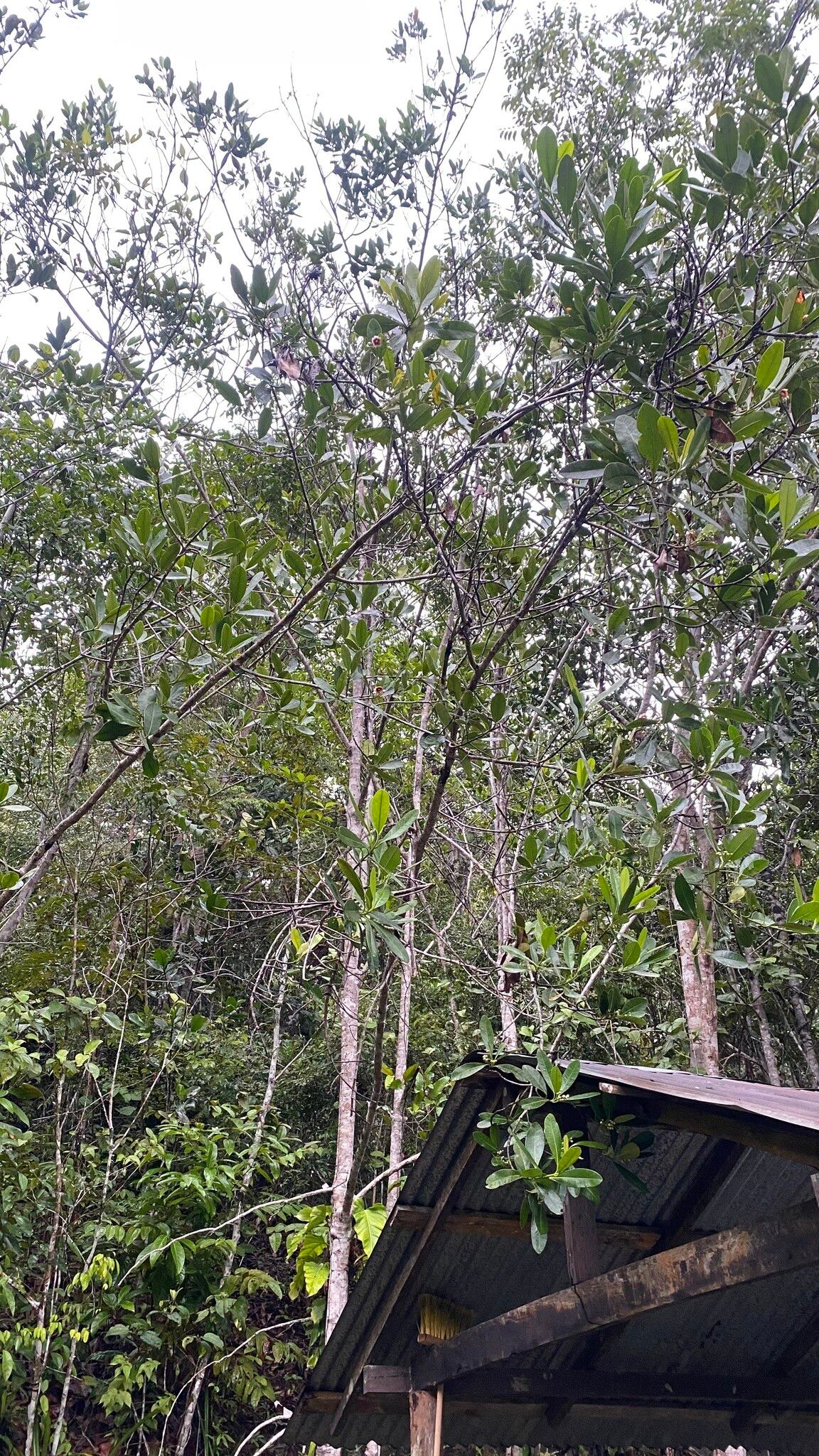 Clusia renggerioides habit