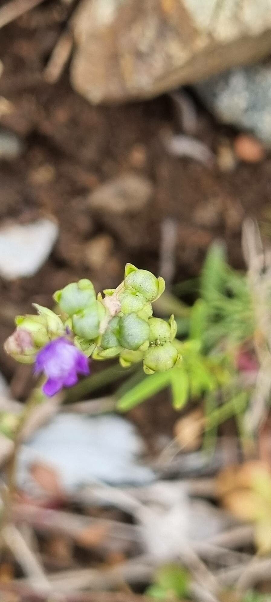 Linaria pelisseriana fruit