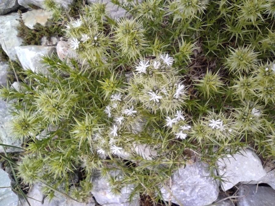 Eryngium heterophyllum — search result for 'Eryngium'