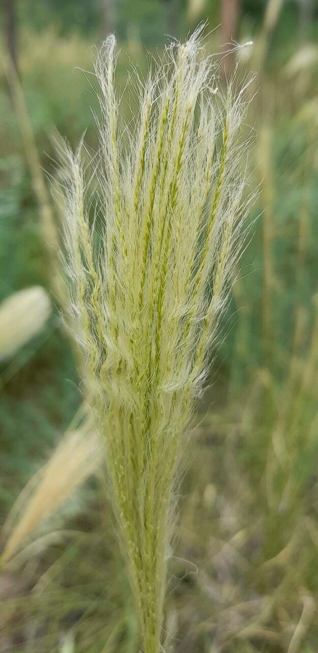 Trichloris crinita — houseplant care guide