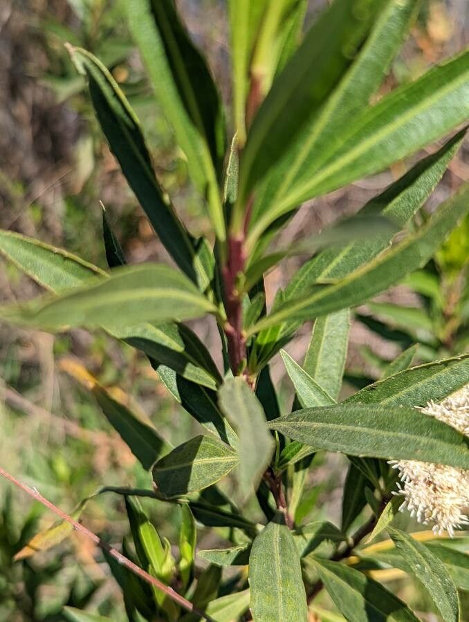 Baccharis salicina — search result for 'Baccharis'