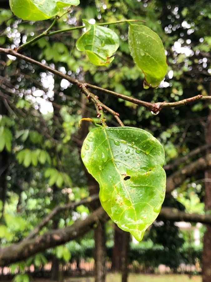 Dalbergia oliveri leaf