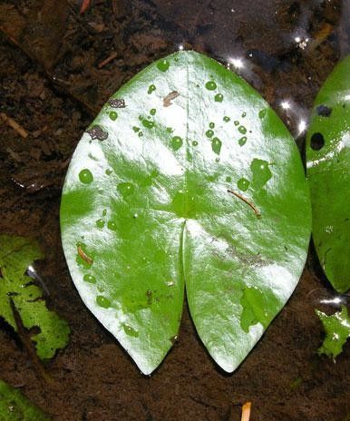Nymphaea conardii — search result for 'Nymphaea'