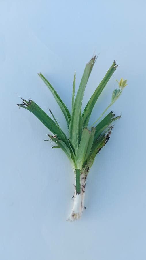 Hypoxis angustifolia — related species from the same genus