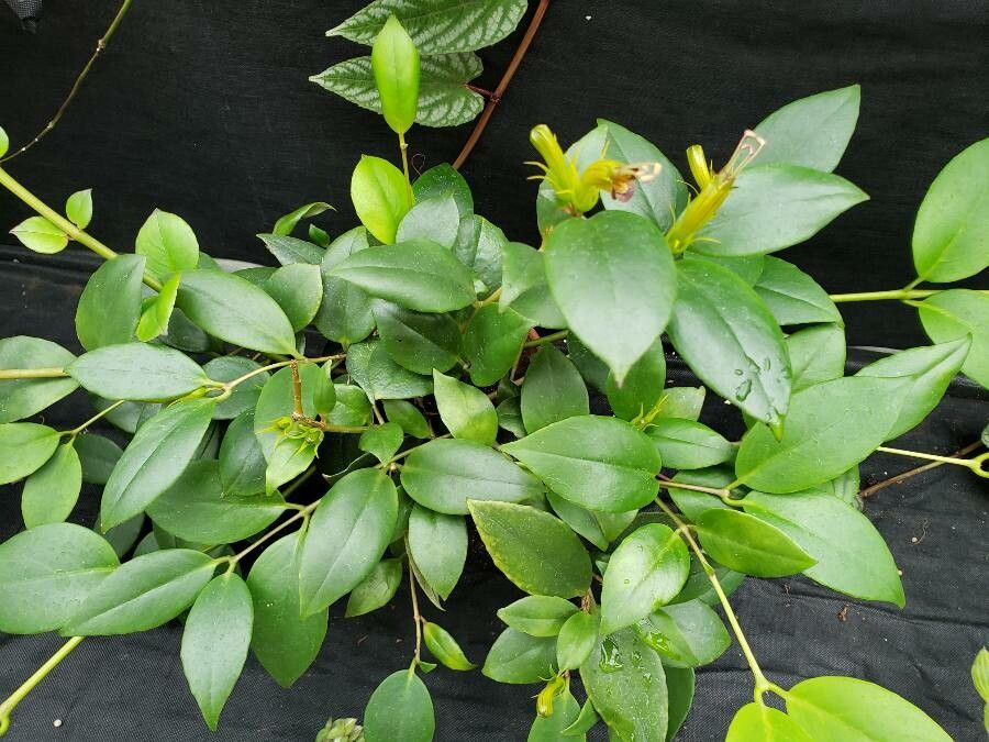 Aeschynanthus batakiorum habit