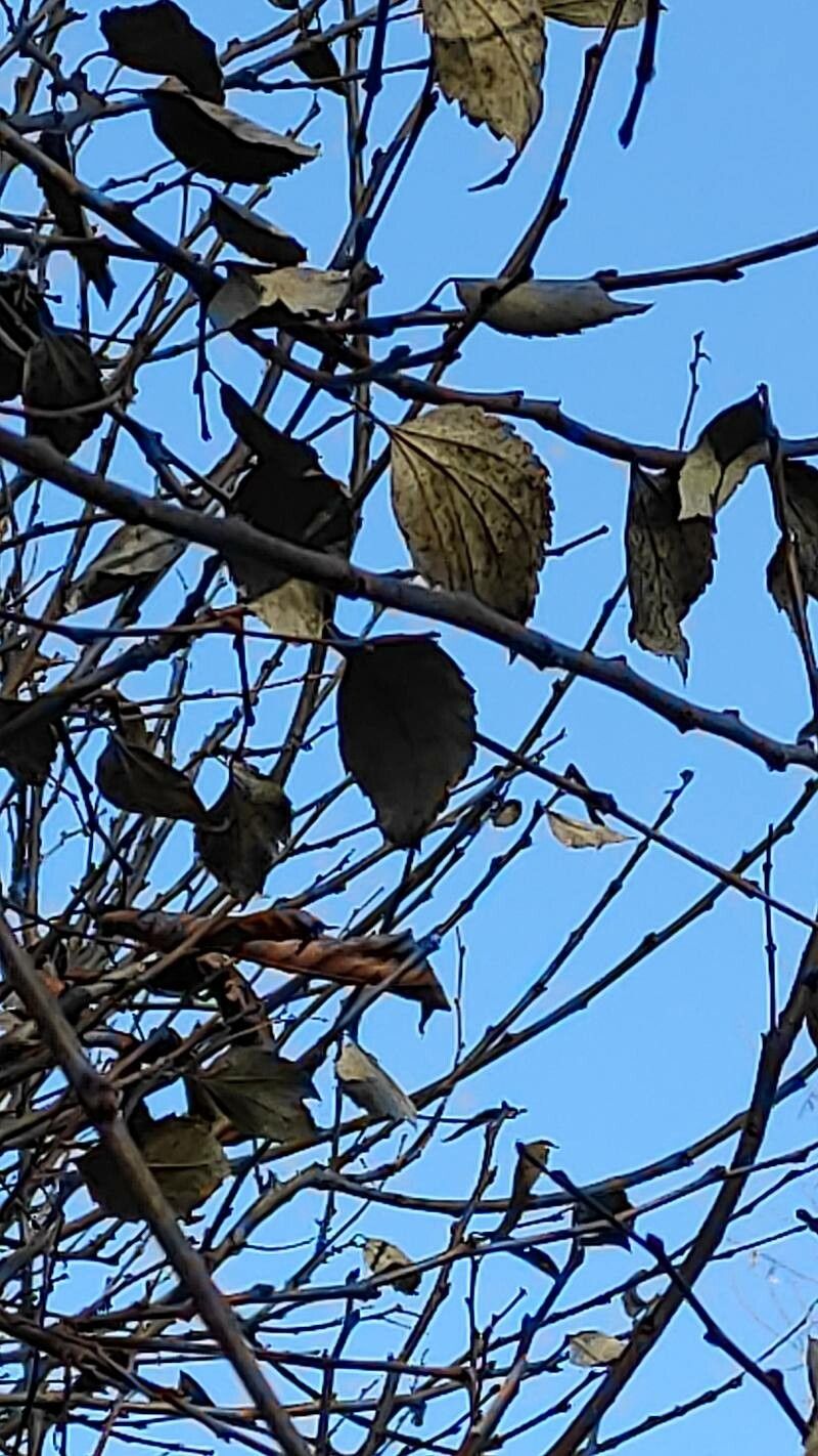 Celtis tournefortii — search result for 'Celtis'