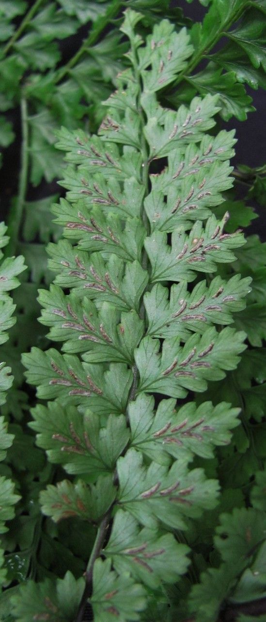 Asplenium blepharophorum — houseplant care guide